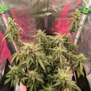 Watermelon Candy F1 auto (second grow)