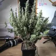 Super Lemon Haze Auto organic-synthetic