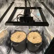 Lemon Cherry Cookies Auto