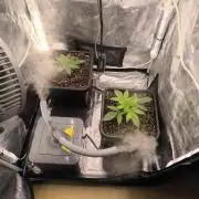 Super Lemon Haze Auto