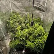 Super Lemon Haze Auto organic-synthetic