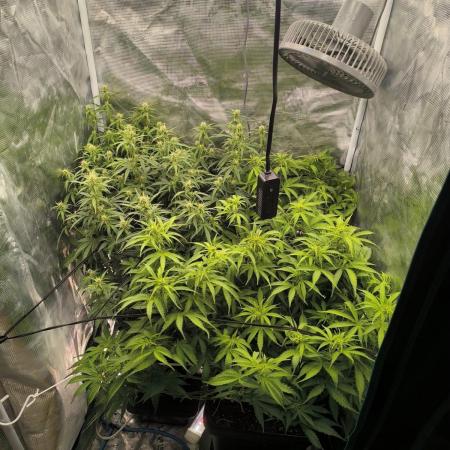 Super Lemon Haze Auto organic-synthetic