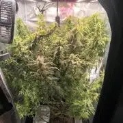 Super Lemon Haze Auto organic-synthetic