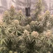 Blueberry auto