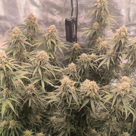 Blueberry auto