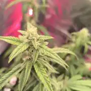 Watermelon Candy F1 auto (second grow)