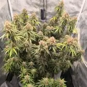 Blueberry auto