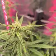 Watermelon Candy F1 auto (second grow)