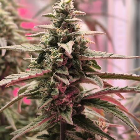 Watermelon Candy F1 auto (second grow)