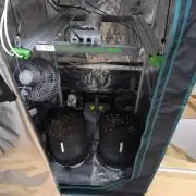 Lemon Cherry Cookies Auto