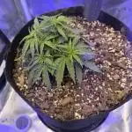 Watermelon Candy F1 auto (second grow)