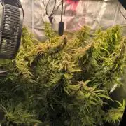 Super Lemon Haze Auto organic-synthetic