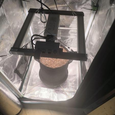 Watermelon Candy F1 auto (second grow)