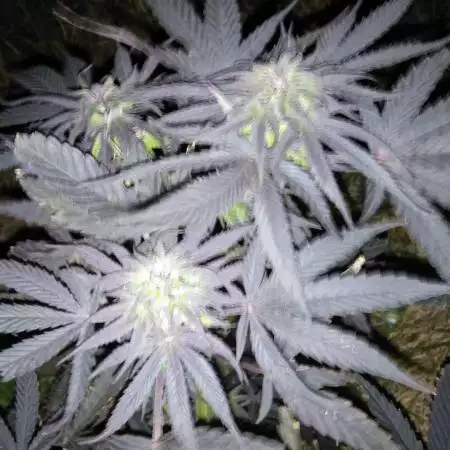 outdoor bag seed