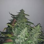 zamnesias gg4