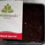 females skunk special 