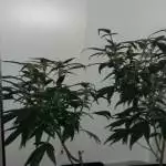 urban chilli 2.0 test report
