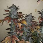 greens hot cookies 