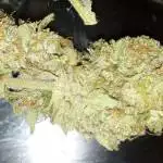 shogun clone