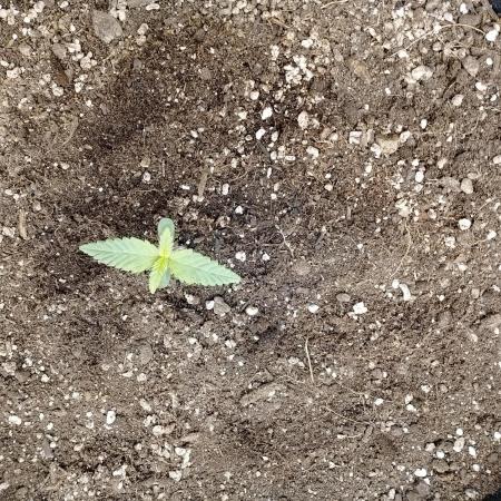 FastBuds - Grow