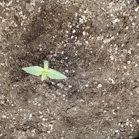 FastBuds - Grow
