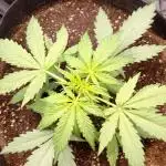 FastBuds - Express
