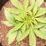 SeedKeepers - 1#