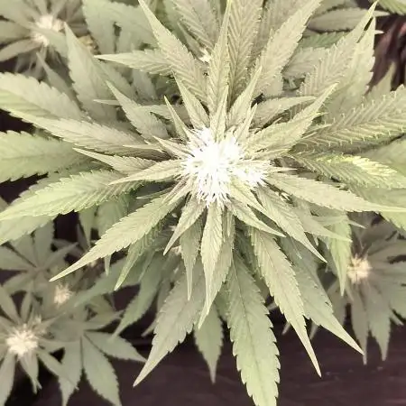FastBuds - Grow