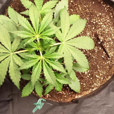 SeedKeepers - 2#