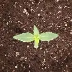SeedKeepers - 2#