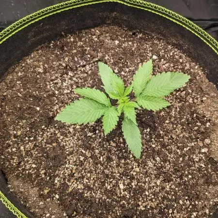 FastBuds - Grow