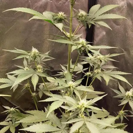 FastBuds - Grow