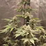 FastBuds - Grow