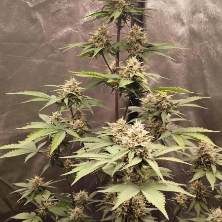 FastBuds - Grow