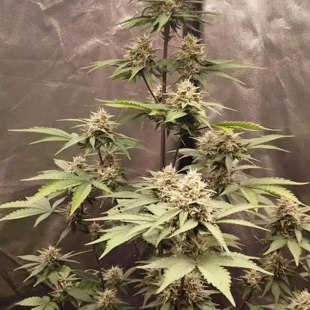 FastBuds - Grow