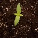 SeedKeepers - 1#
