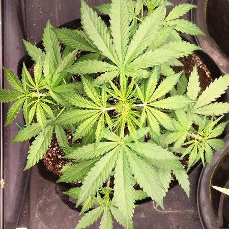 FastBuds - Express