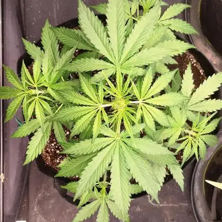 FastBuds - Express