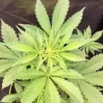 FastBuds - Grow