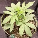 FastBuds - Grow