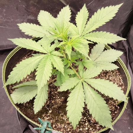 FastBuds - Grow