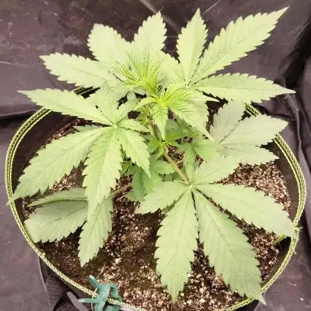 FastBuds - Grow