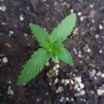 Doc Seedsman 1
