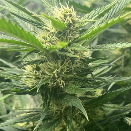 GorillaCookiesAuto