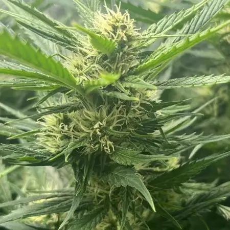 GorillaCookiesAuto