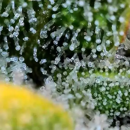GorillaCookiesAuto