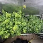 GorillaCookiesAuto