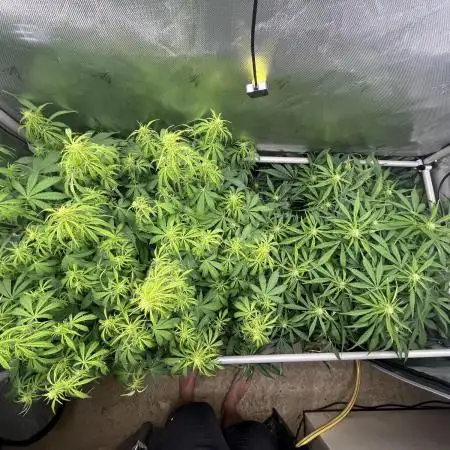 GorillaCookiesAuto