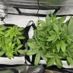 GorillaCookiesAuto