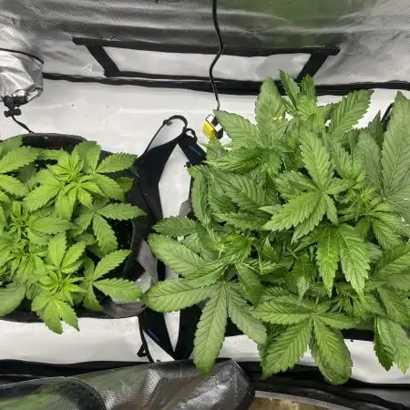 GorillaCookiesAuto